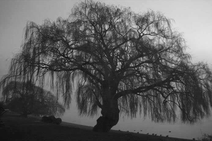 photography portfolio tips - tanaka Lake tree Denmark